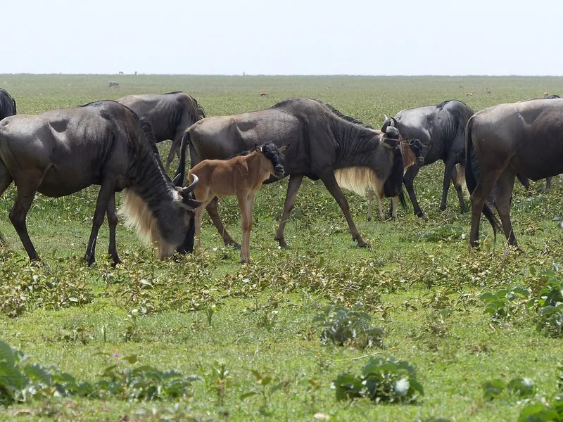 2 Days Group Tour Tarangire and Manyara - Tanzania safari gallery image